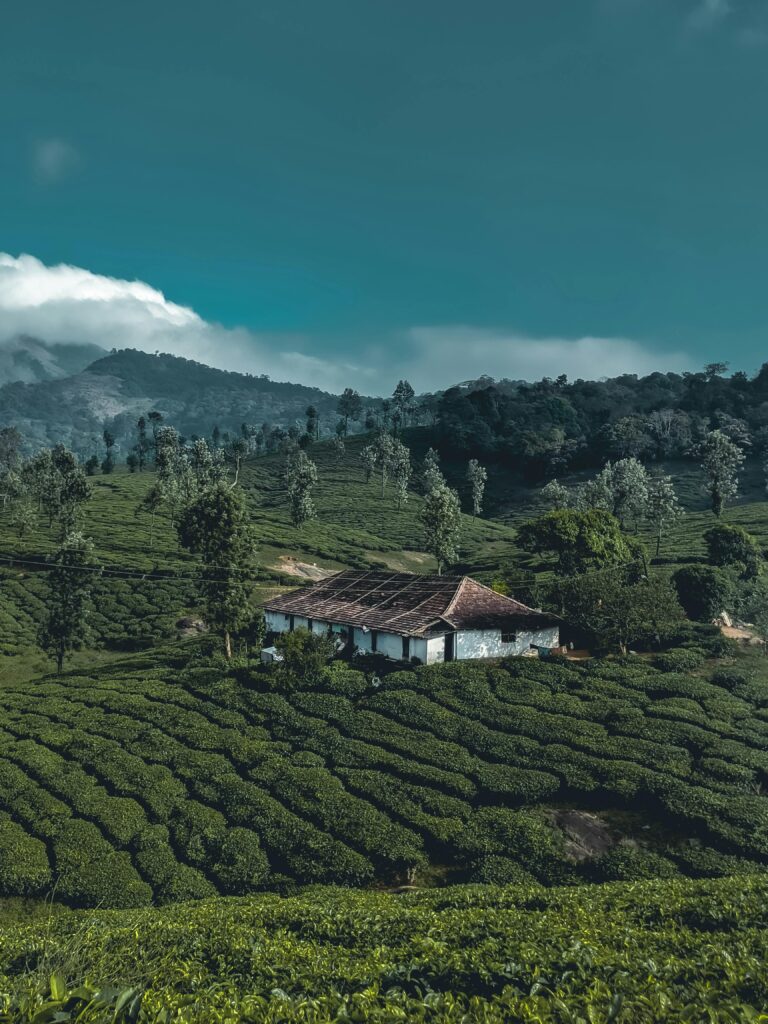 Picturesque tea fields and farmhouse against lush green hills in Kerala, India.